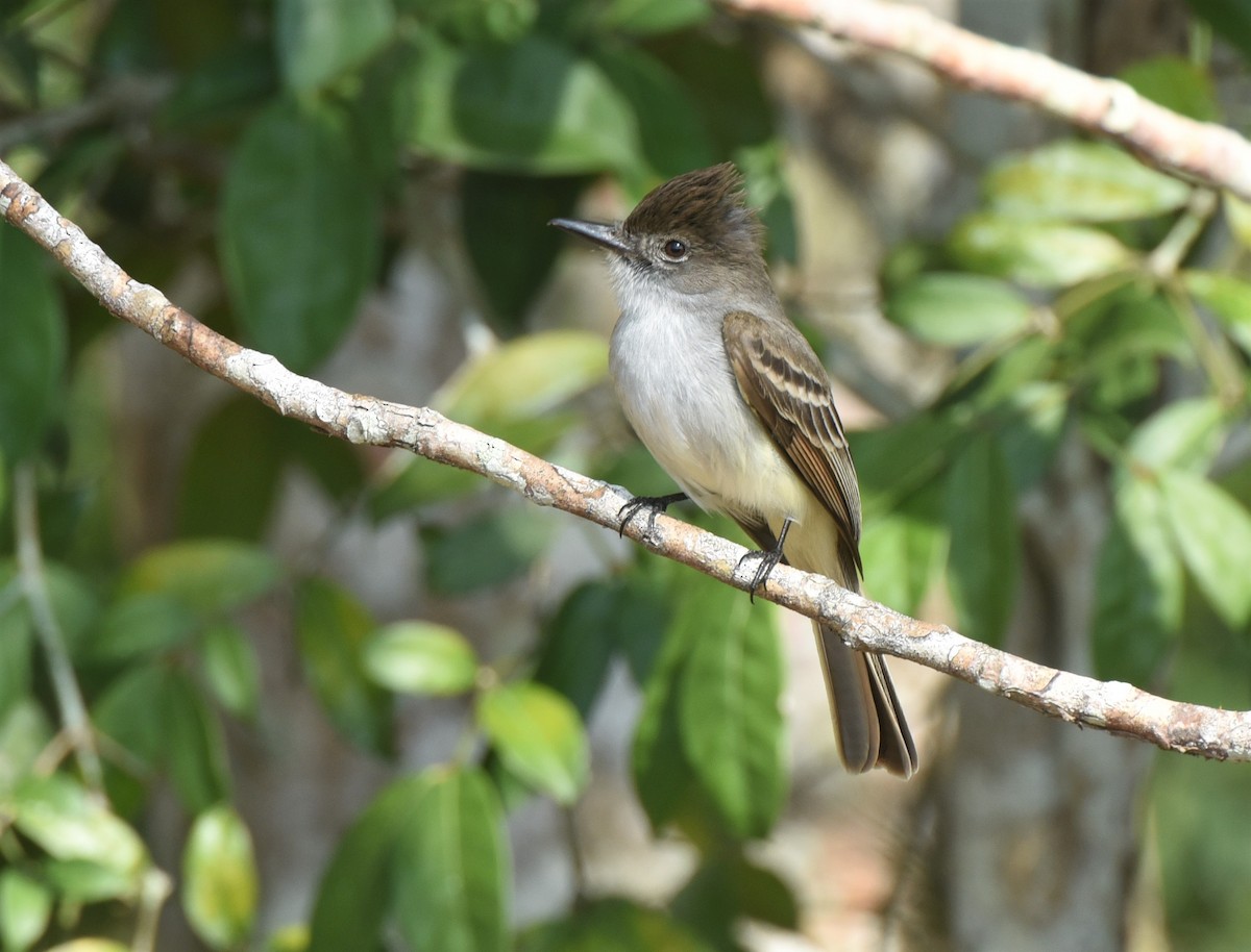 La Sagra's Flycatcher - ML622973778