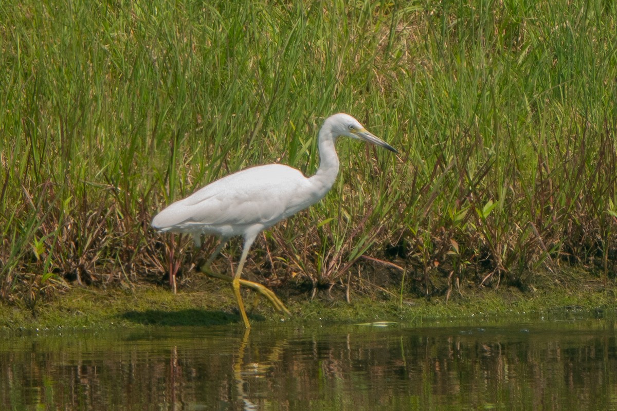 Little Blue Heron - ML622973779