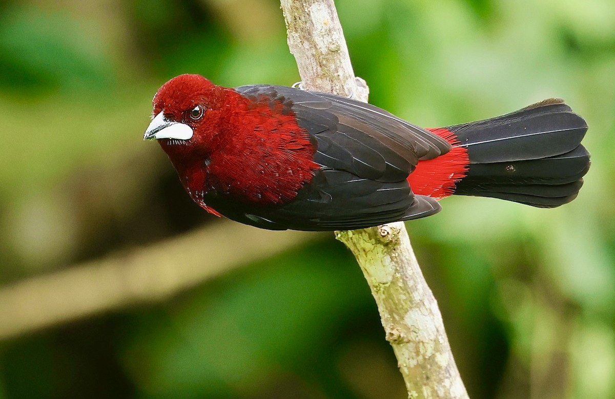 Crimson-backed Tanager - ML622973782