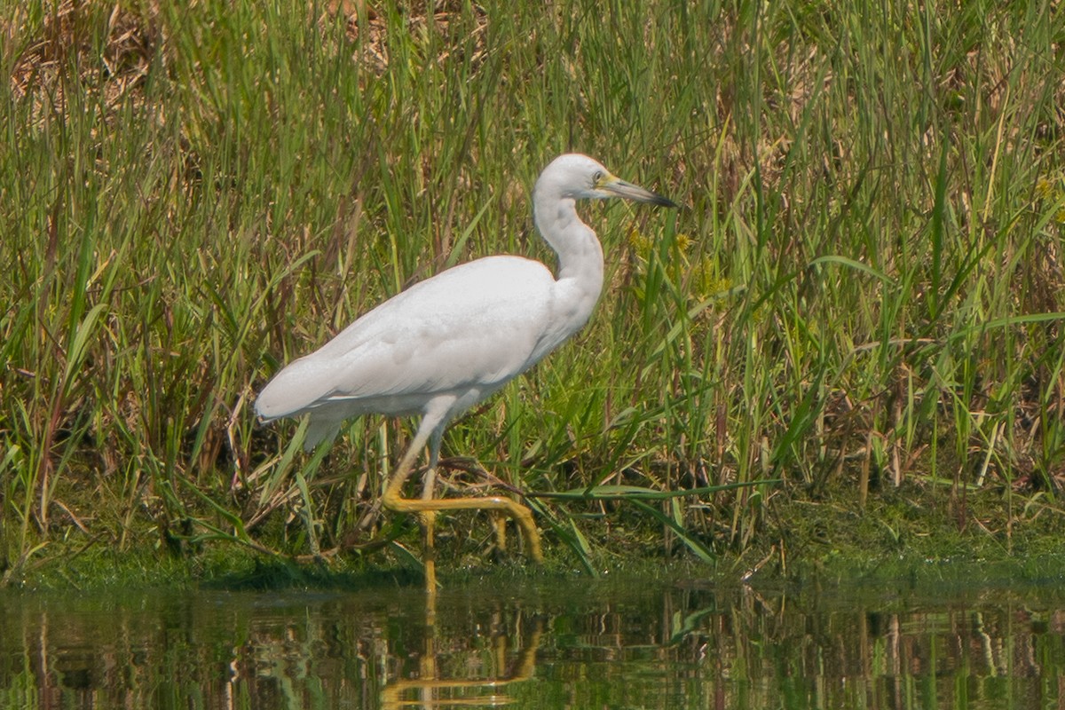 Little Blue Heron - ML622973784