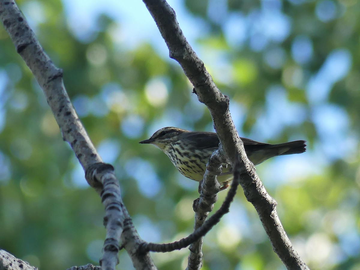 Northern Waterthrush - ML622973794