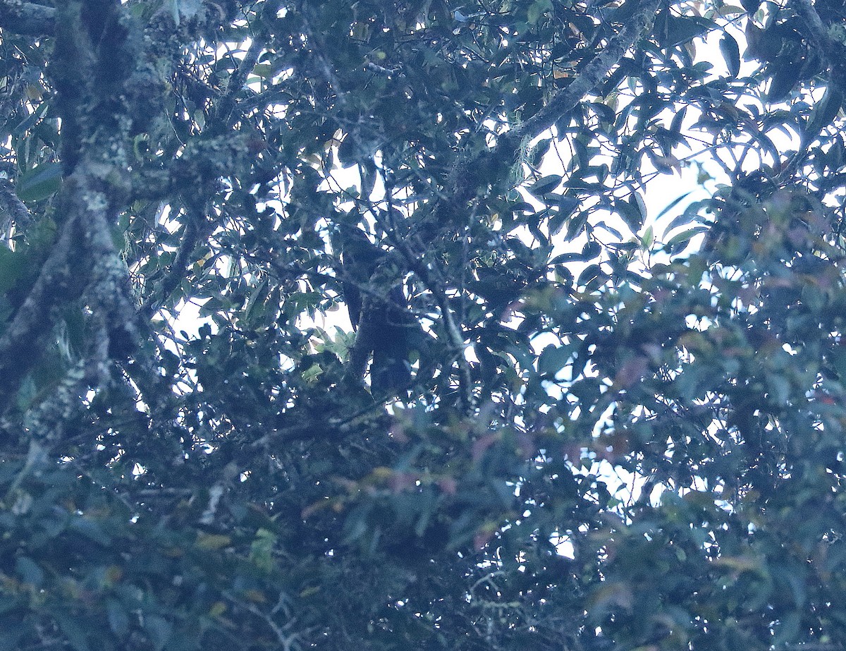 Black-billed Koel - ML622973795