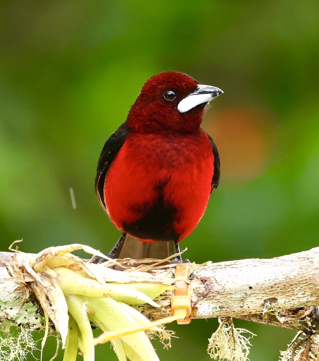 Crimson-backed Tanager - ML622973842