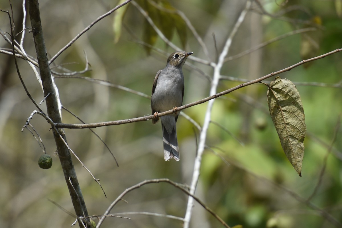 Cuban Solitaire - ML622973847