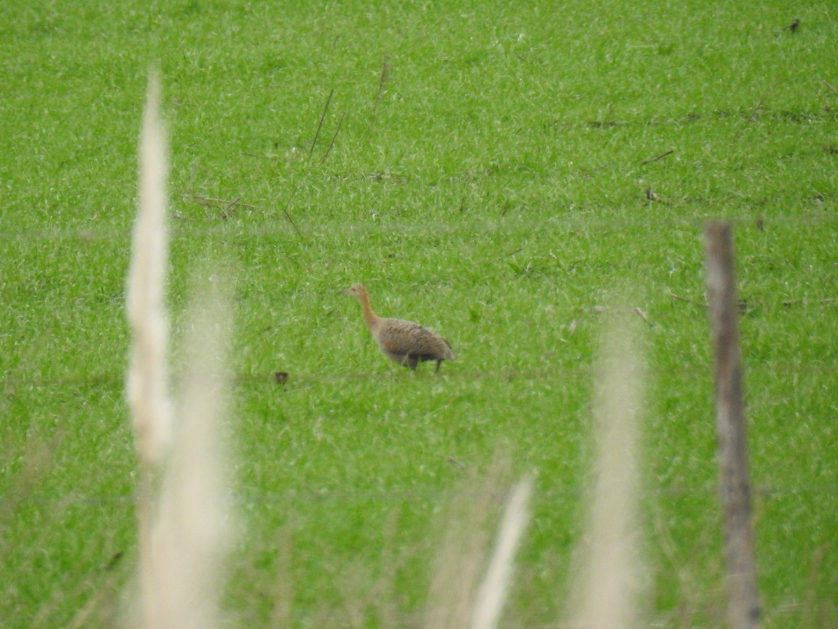 Tinamou tacheté - ML622973864