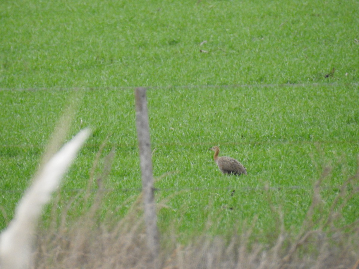 Tinamou tacheté - ML622973865