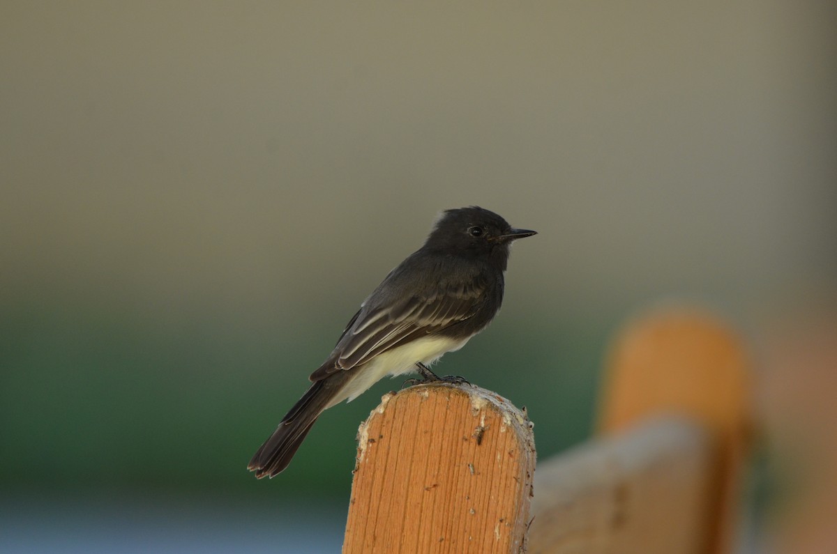 Black Phoebe - ML622973867