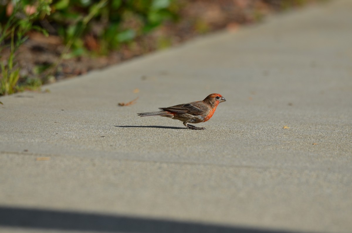 House Finch - ML622973875