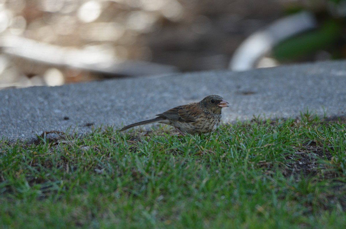 Dark-eyed Junco - ML622973881