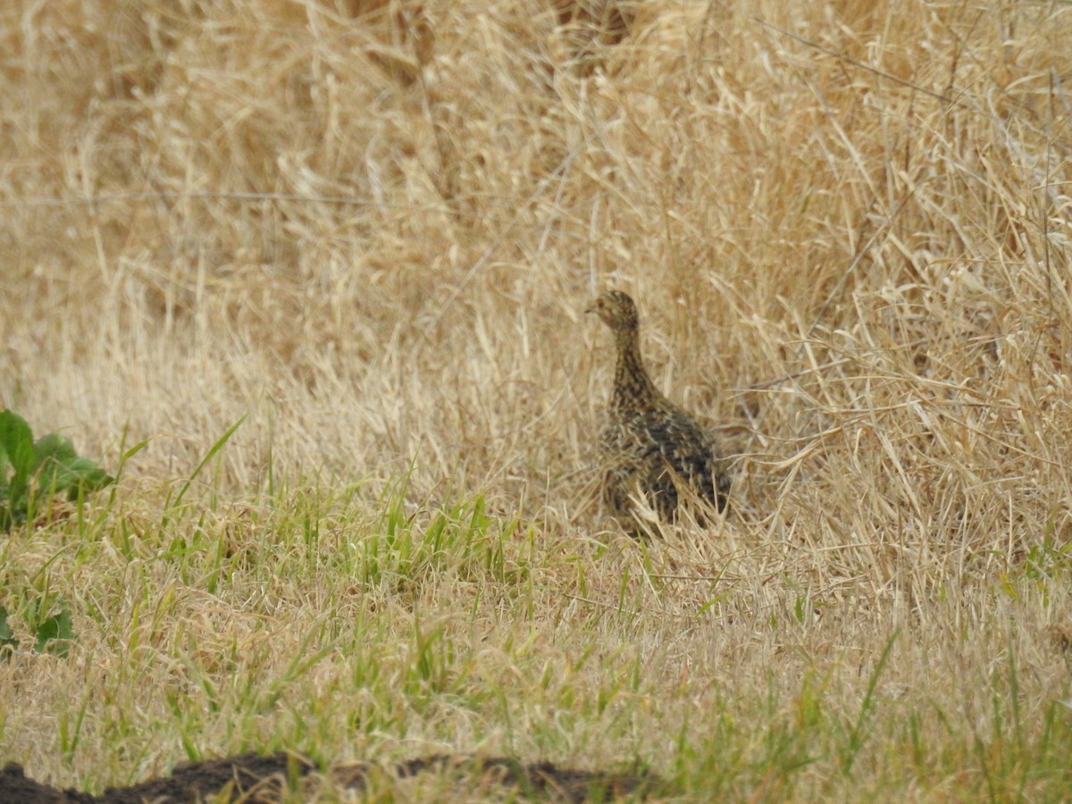 Tinamou tacheté - ML622973904