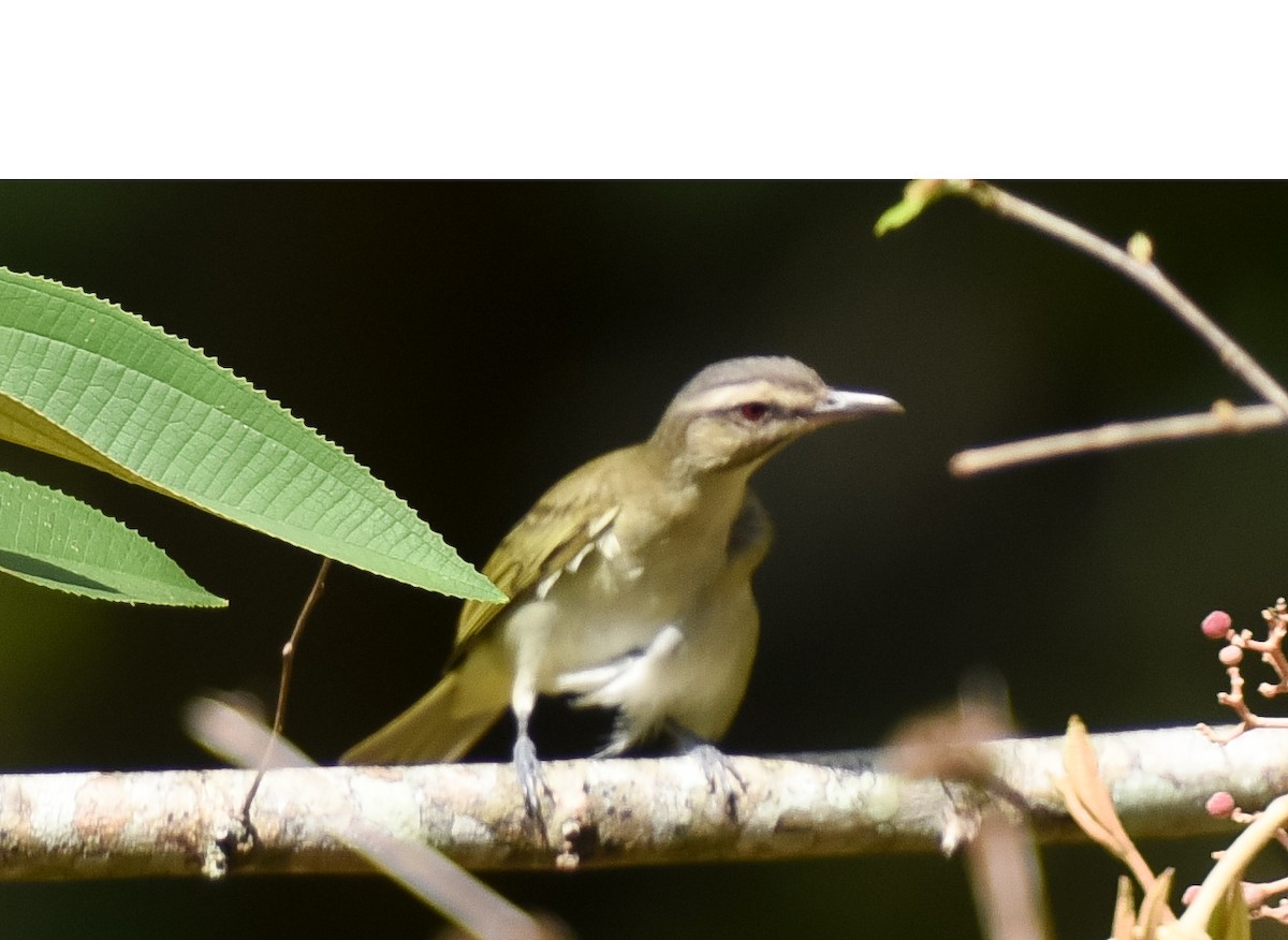 Black-whiskered Vireo - ML622973946