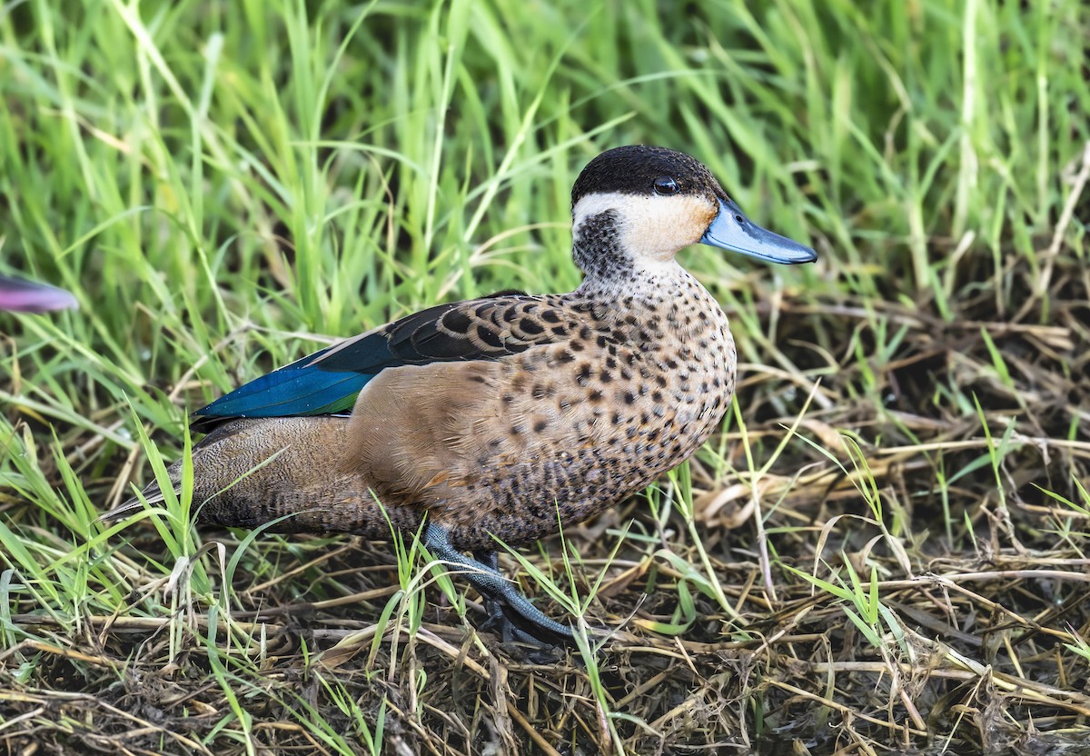 Blue-billed Teal - ML622973988