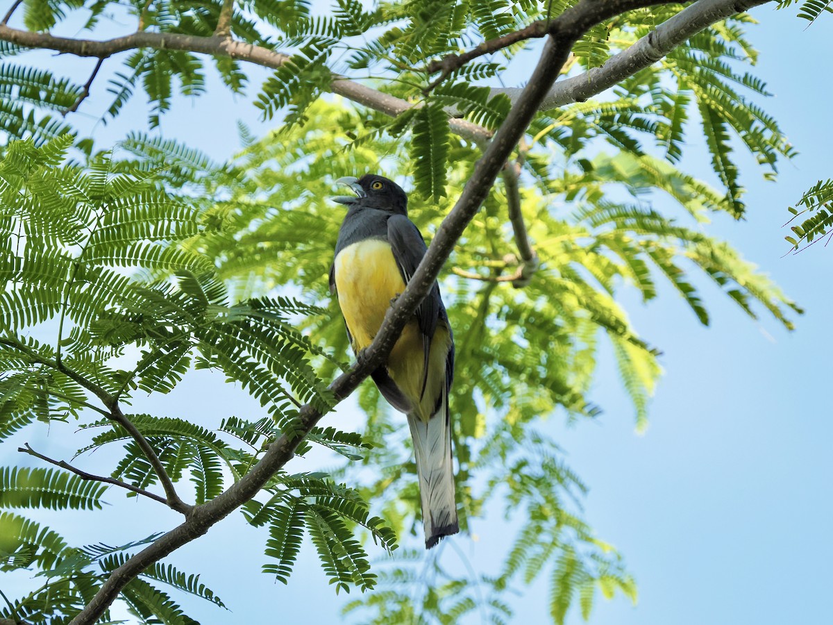 Citreoline Trogon - Rishab Ghosh