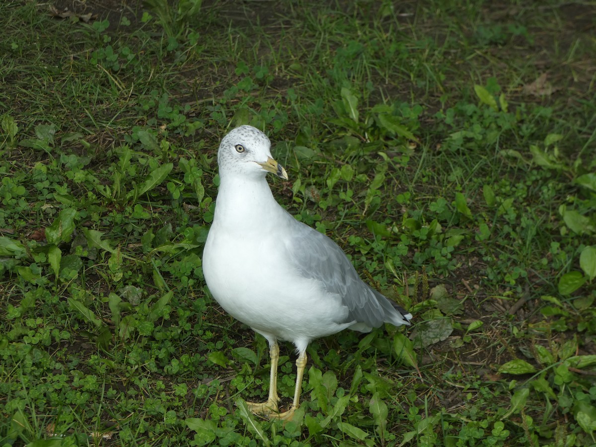 Ring-billed Gull - ML622973998