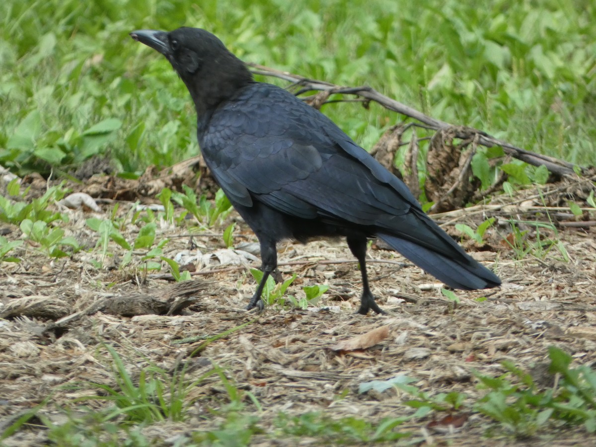 American Crow - ML622974012