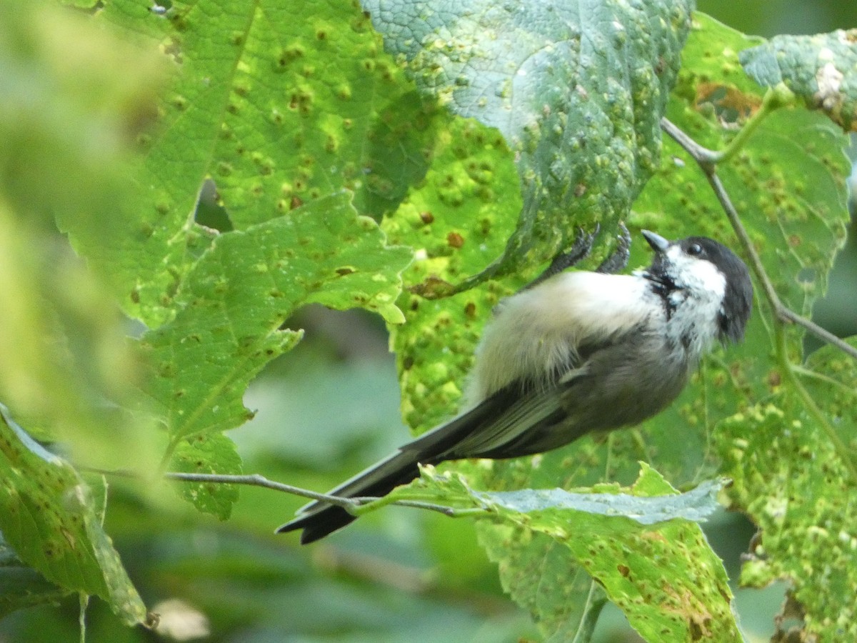 Black-capped Chickadee - ML622974044