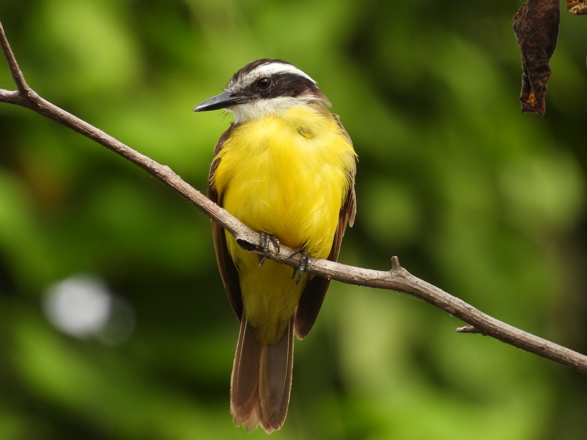 キバラタイランチョウ - ML622974069