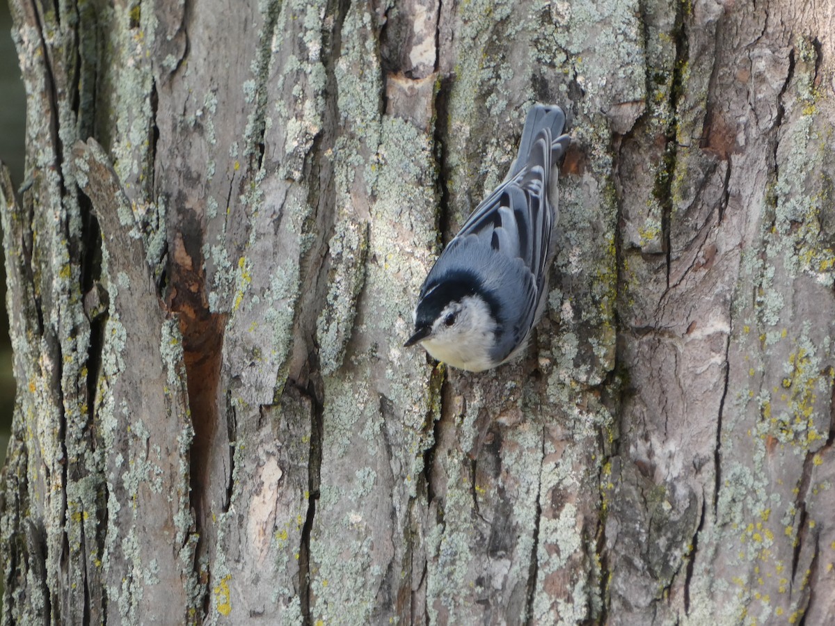 White-breasted Nuthatch - ML622974078