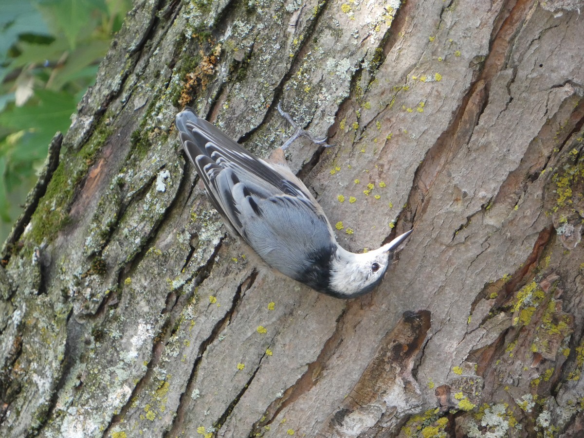 White-breasted Nuthatch - ML622974079