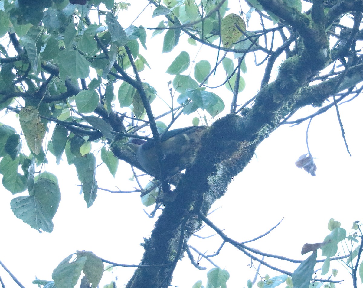 Red-eared Fruit-Dove - ML622974105