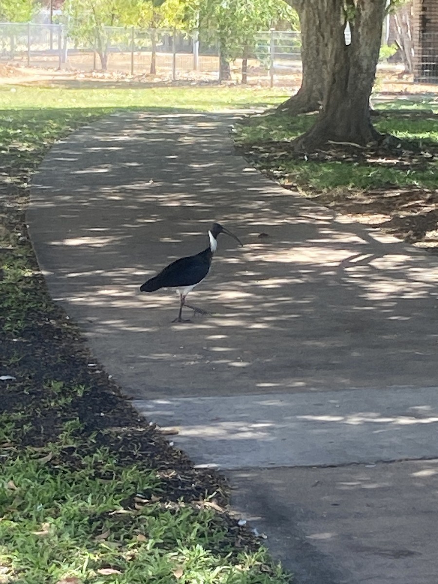 Straw-necked Ibis - ML622974137