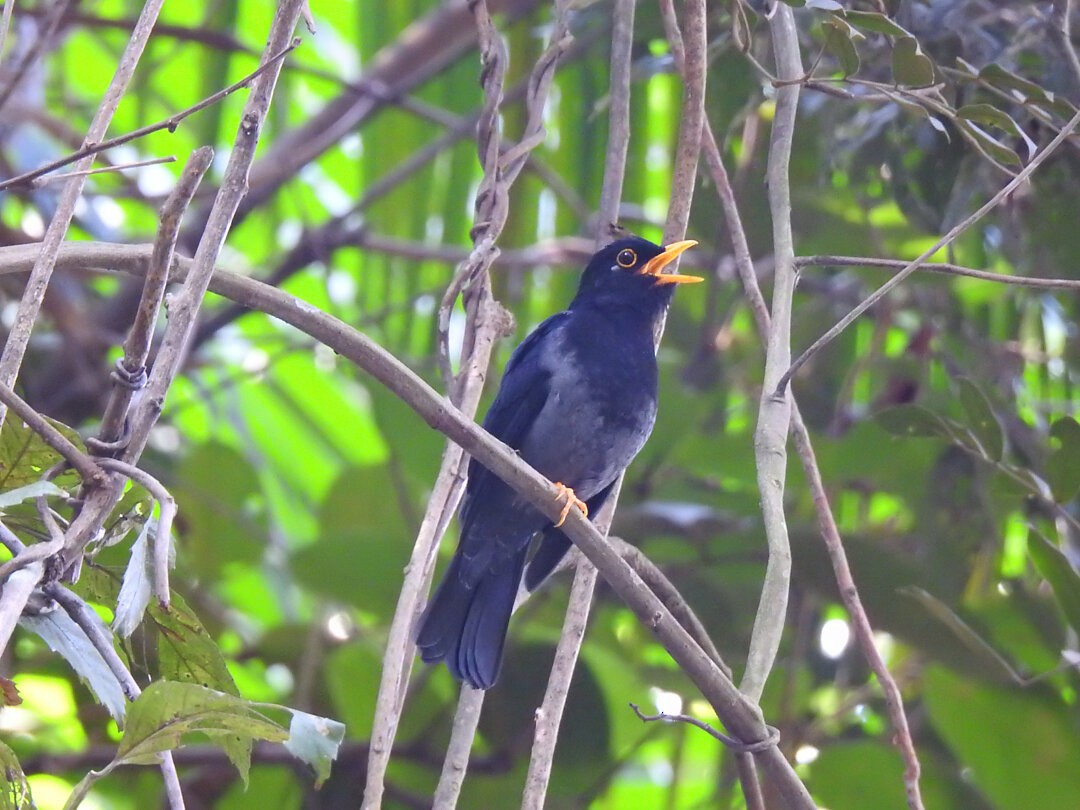 Yellow-legged Thrush - Henrique Heidi Horiyshi