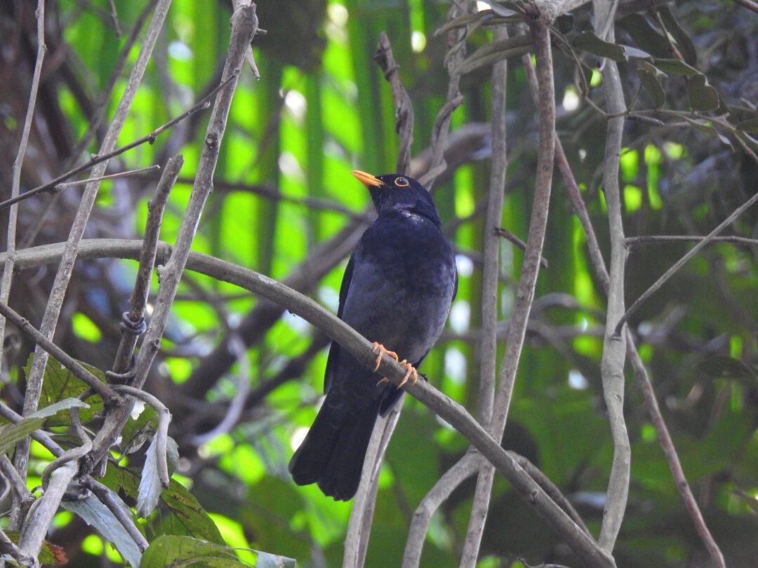 Yellow-legged Thrush - ML622974226