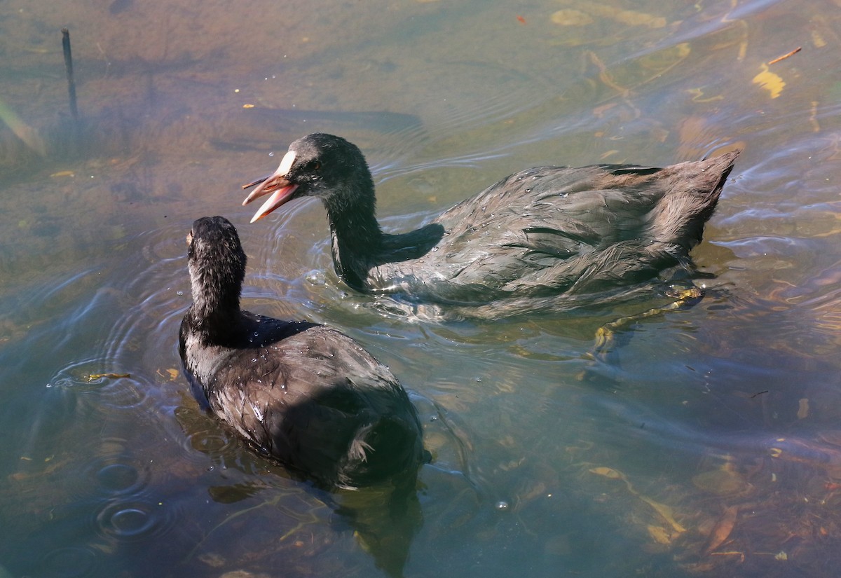 Eurasian Coot - ML622974243