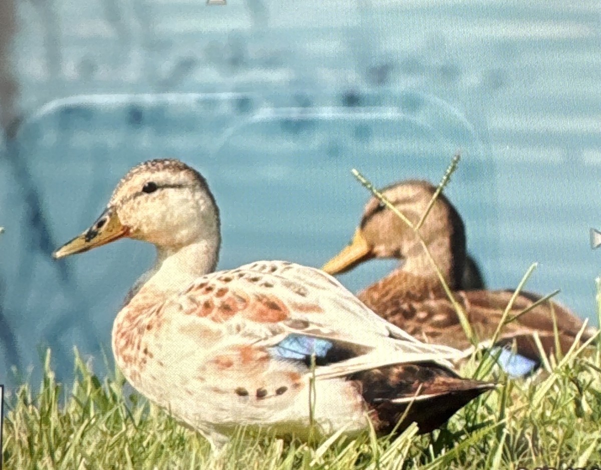 Mallard - Iliana Stokes