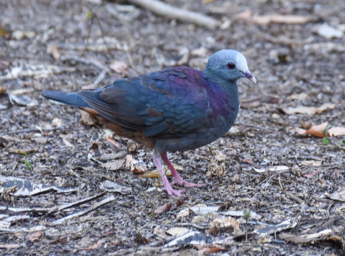 Gray-fronted Quail-Dove - Laurence Green