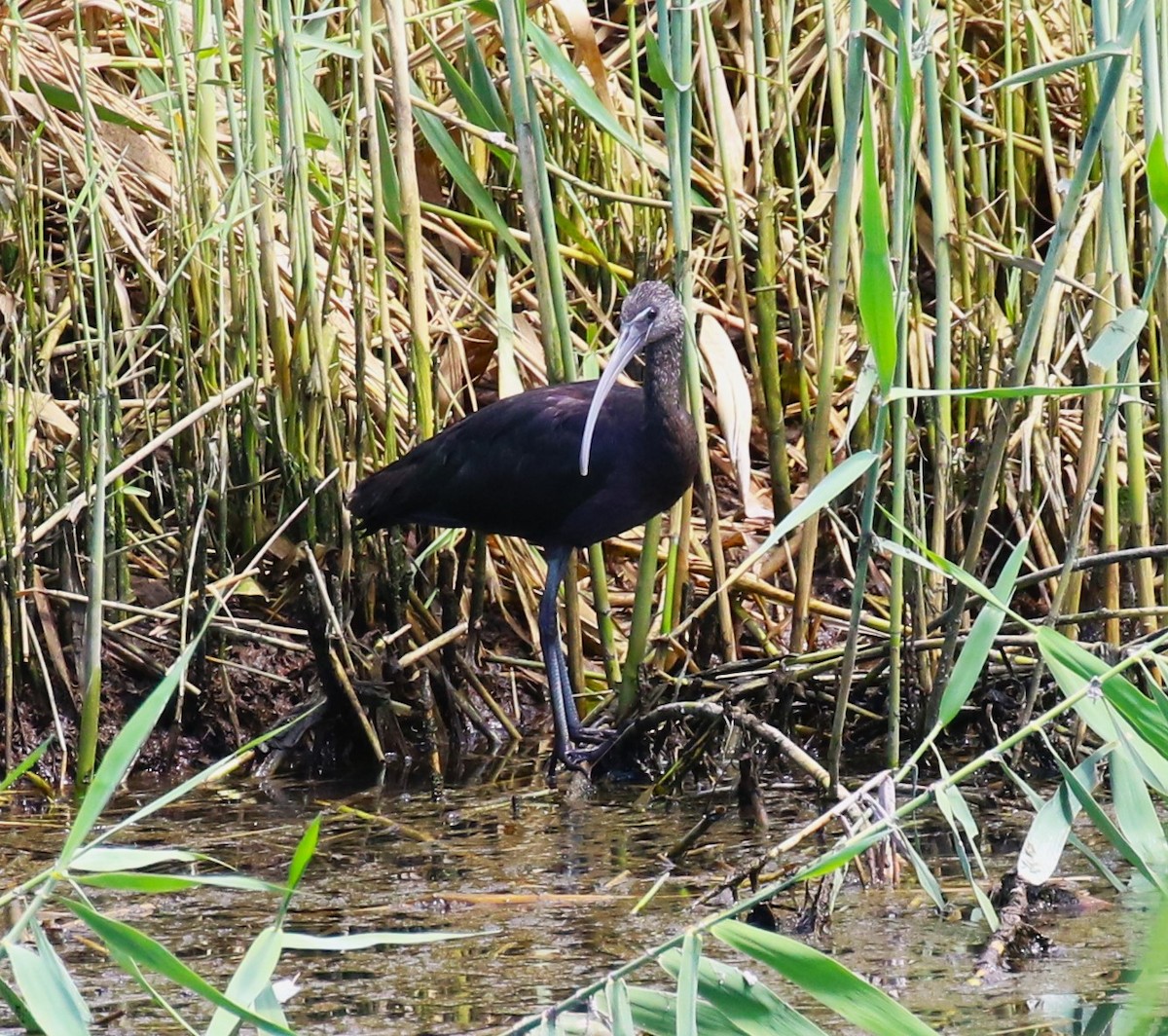 Glossy Ibis - ML622974266