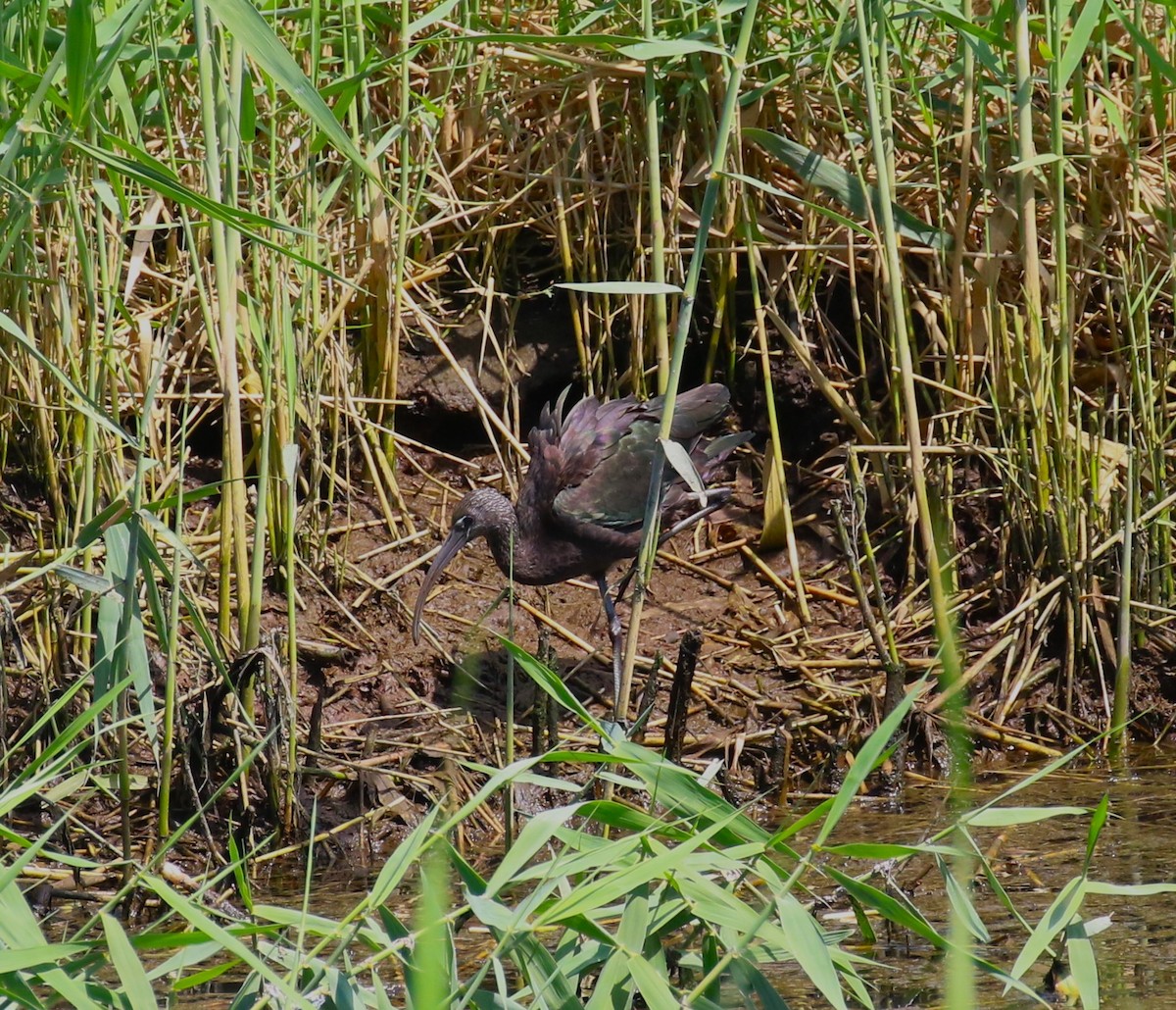 Glossy Ibis - ML622974267