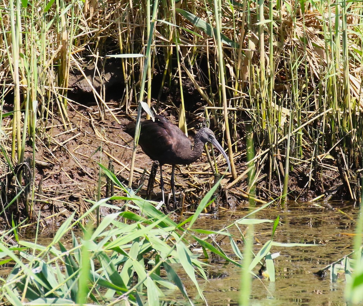 Glossy Ibis - ML622974268