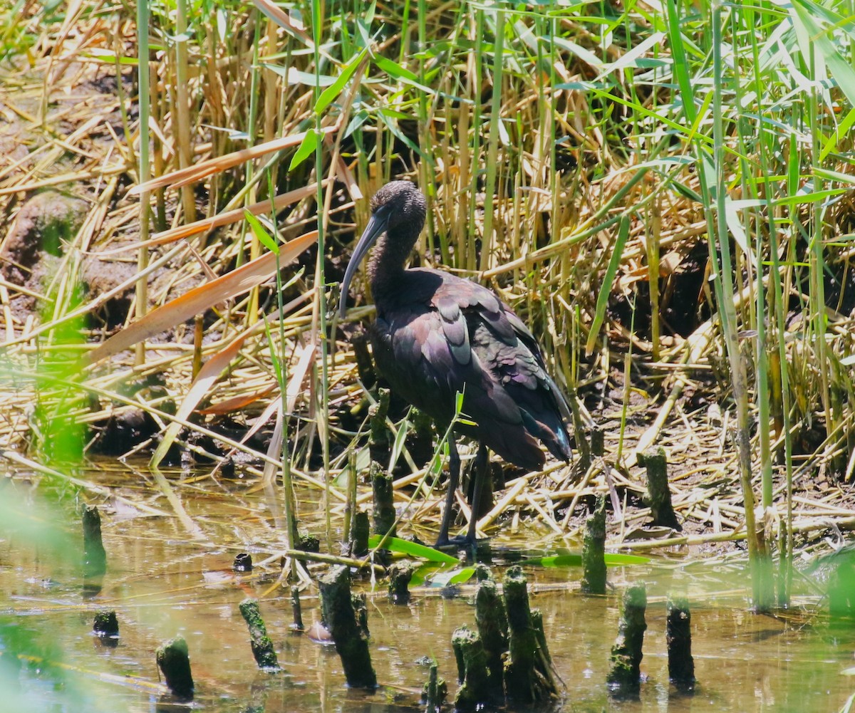 Glossy Ibis - ML622974269