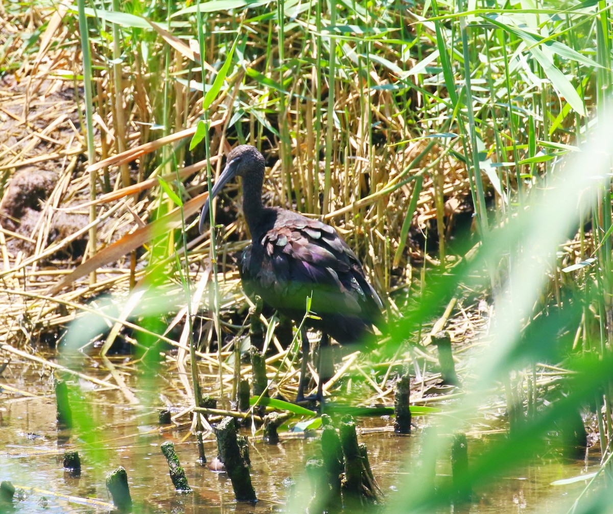 Glossy Ibis - sean clancy