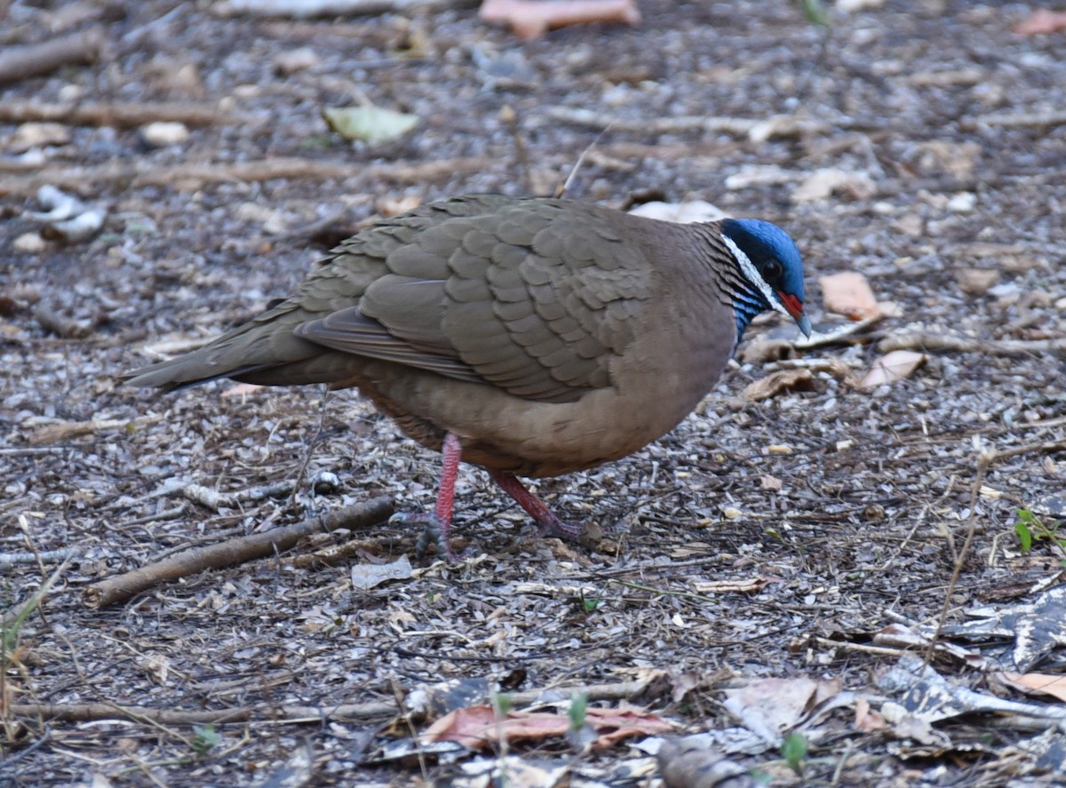 Colombe à tête bleue - ML622974279