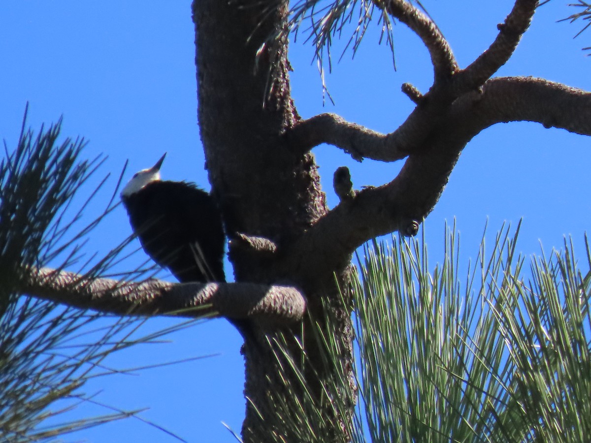 Weißkopfspecht - ML622974351