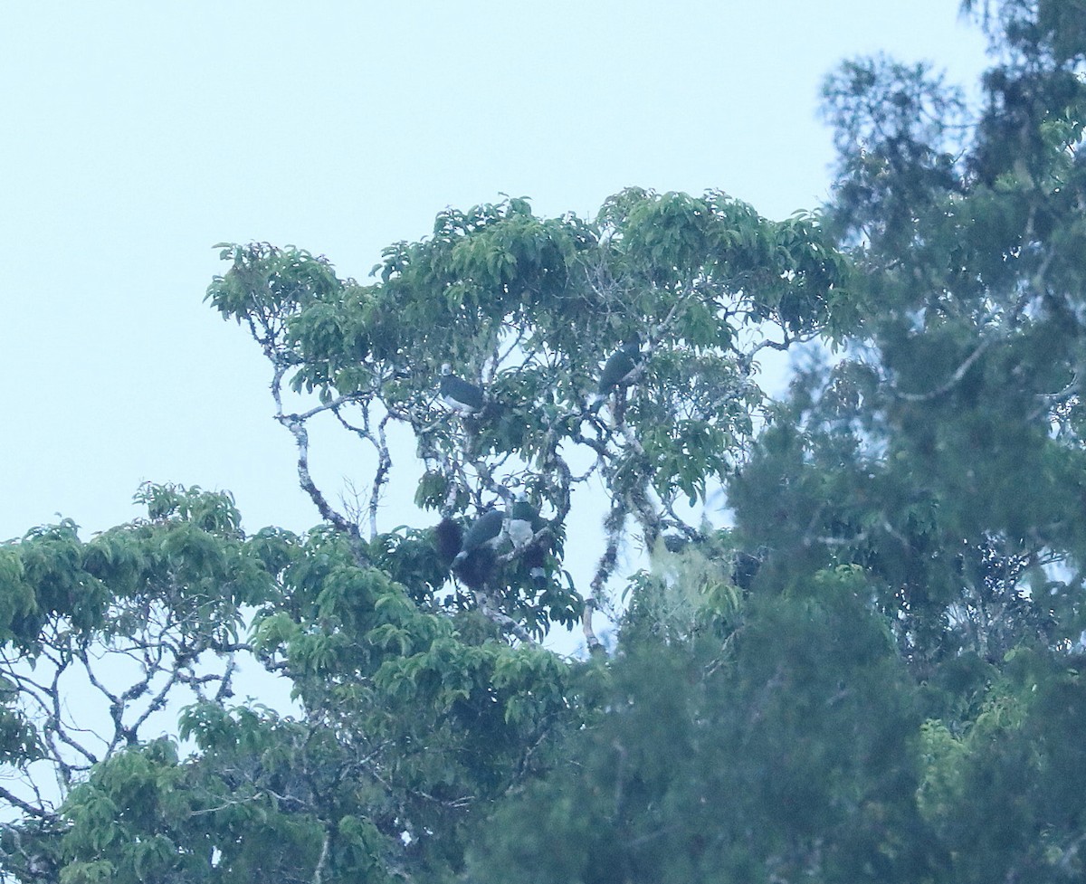 White-bellied Imperial-Pigeon - ML622974380