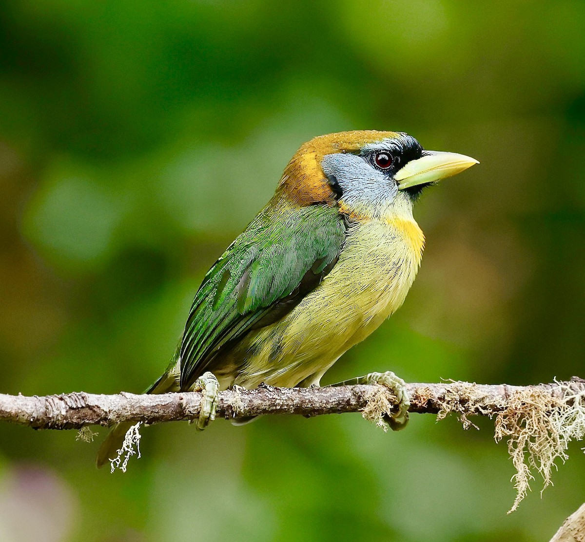 Red-headed Barbet - ML622974521