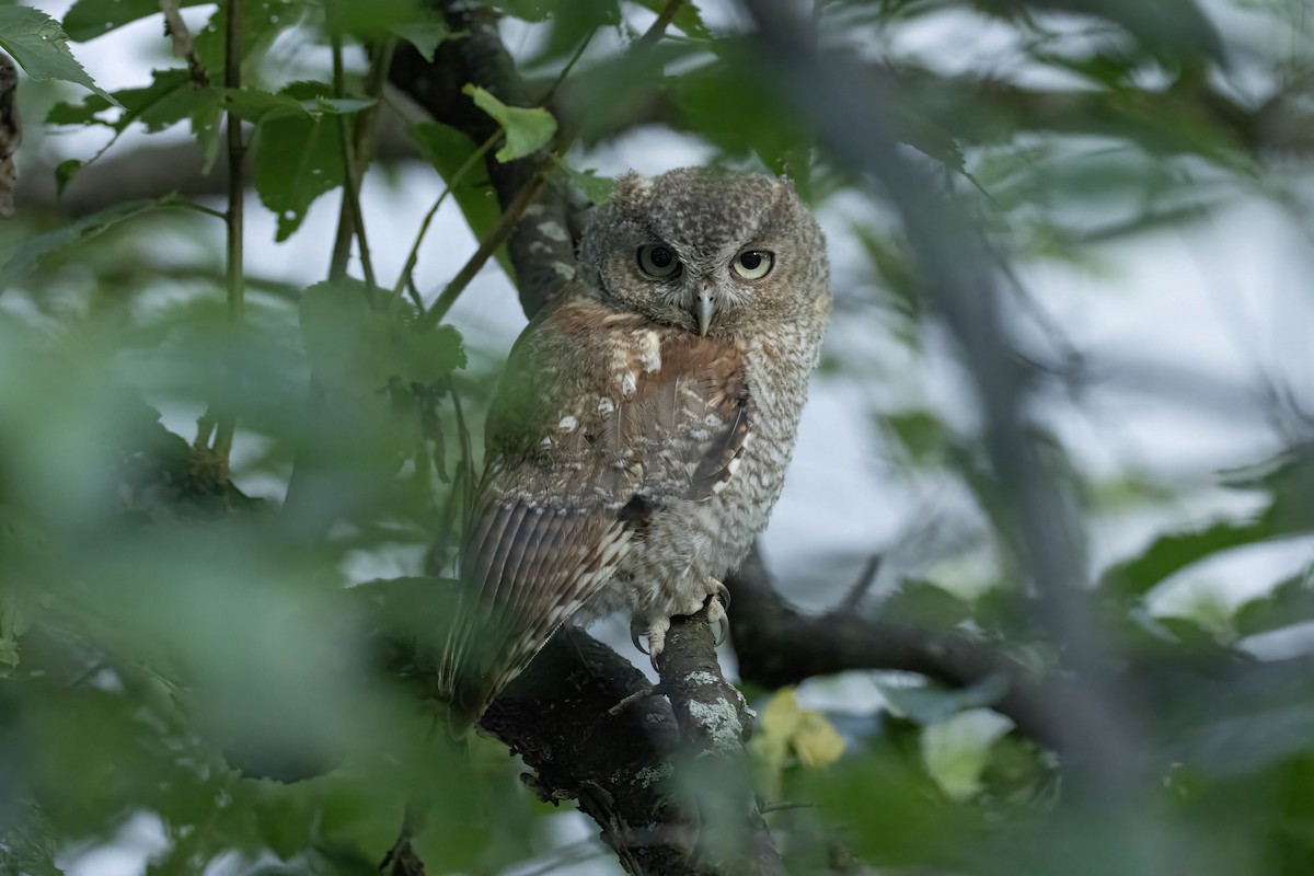 Eastern Screech-Owl - ML622974544