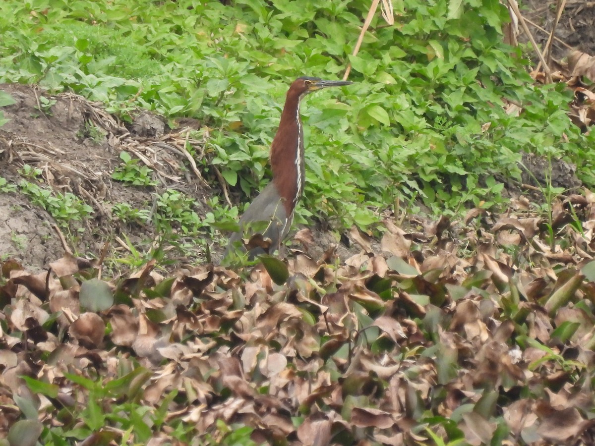 Rufescent Tiger-Heron - ML622974618