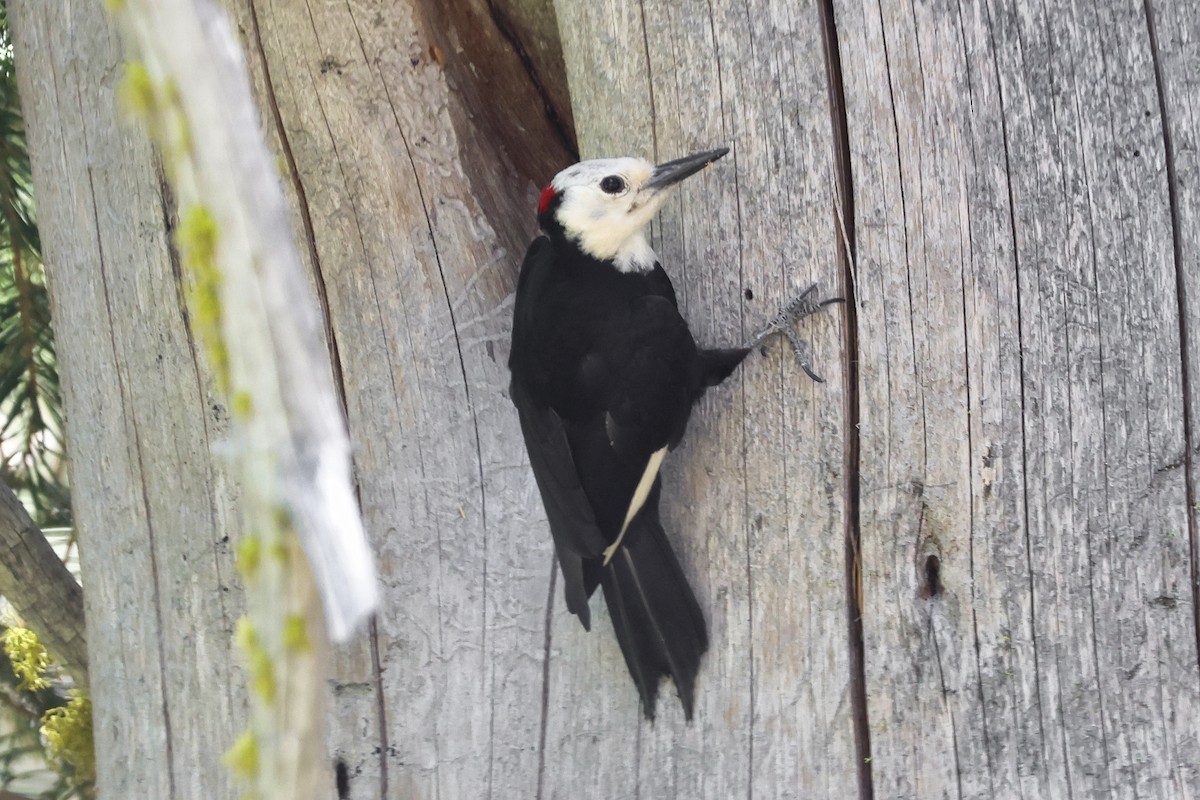 White-headed Woodpecker - ML622974621