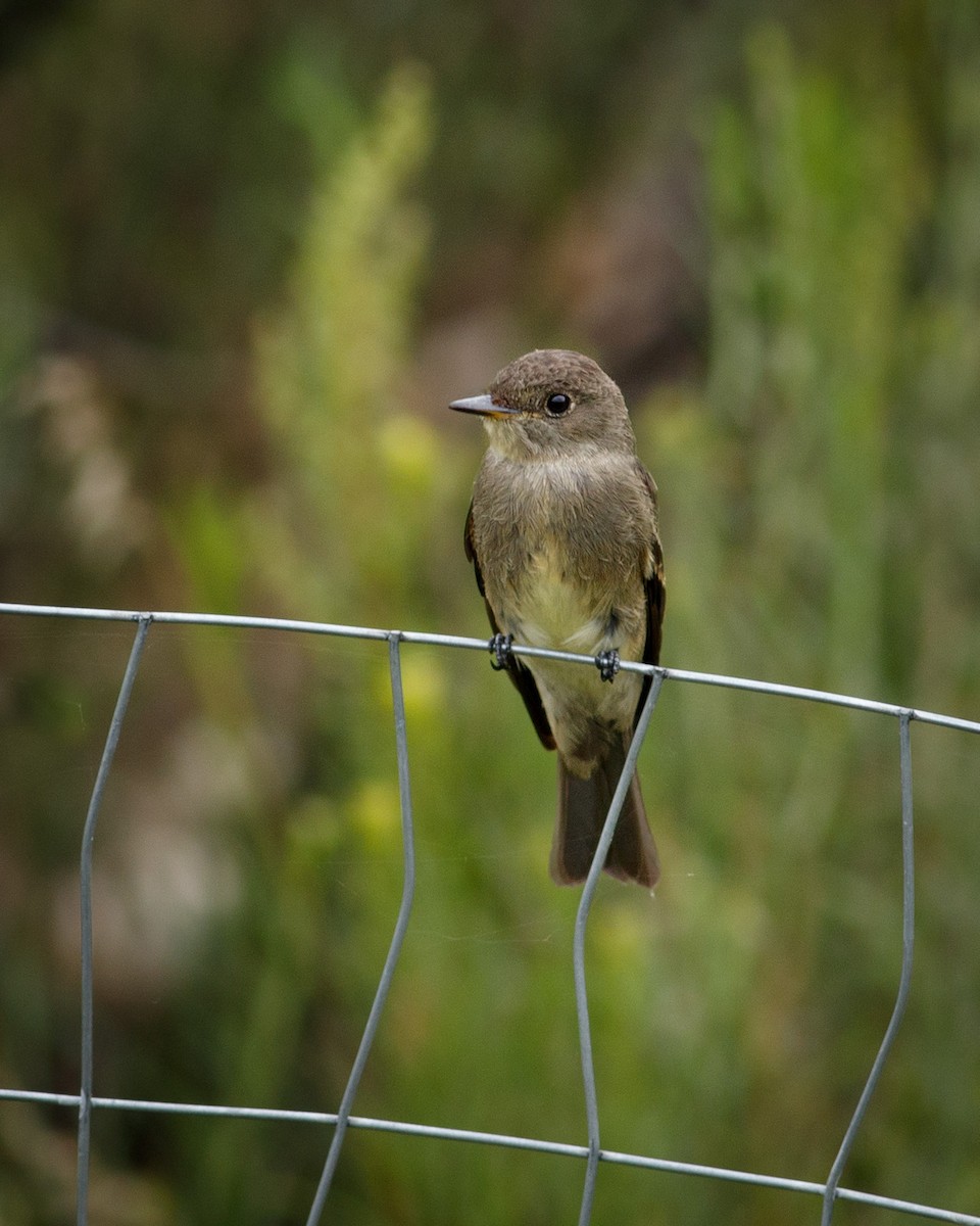 Western Wood-Pewee - ML622974622