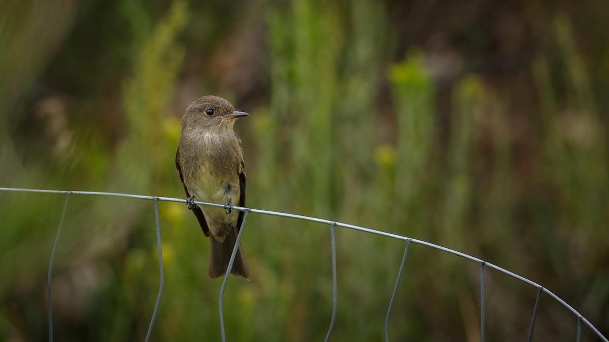 Western Wood-Pewee - ML622974623