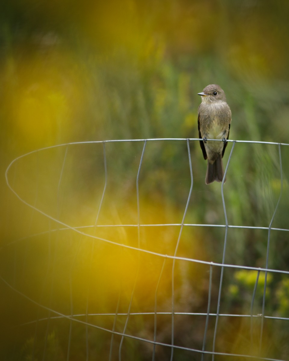 Western Wood-Pewee - ML622974624