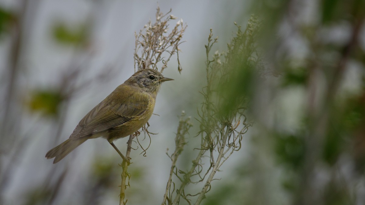 Orange-crowned Warbler - ML622974635