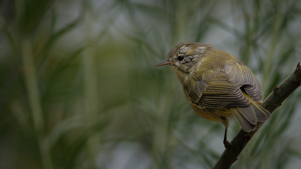 Orange-crowned Warbler - ML622974636