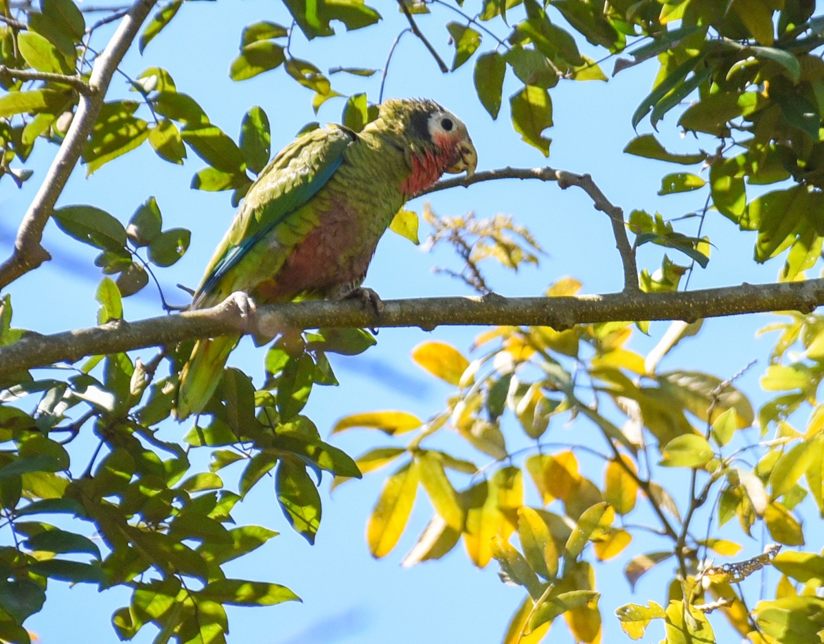 Cuban Parrot - ML622974643