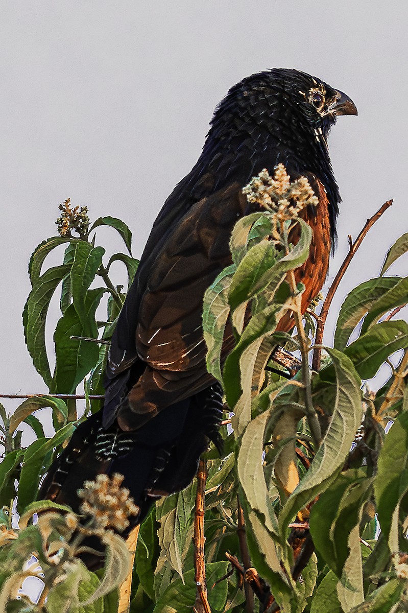 Black Coucal - ML622974644