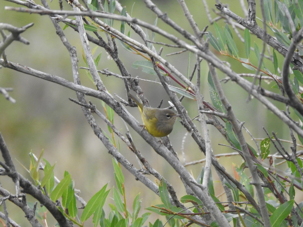 MacGillivray's Warbler - ML622974679